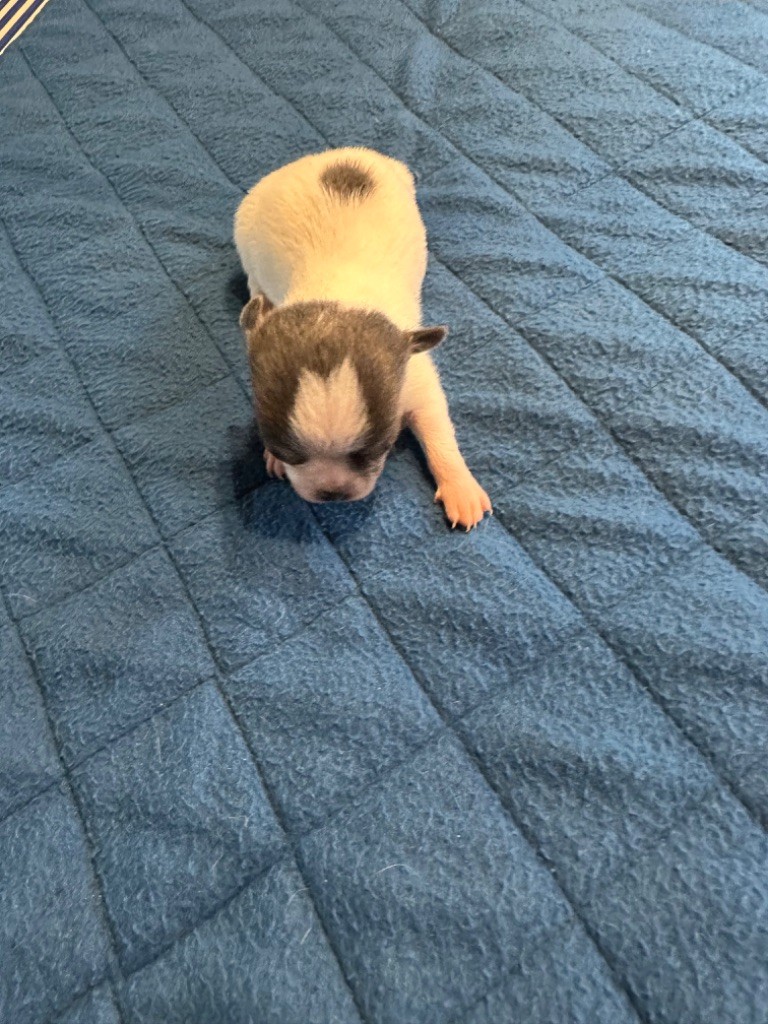 Du Hameau Des Nours - Chiot disponible  - Chihuahua