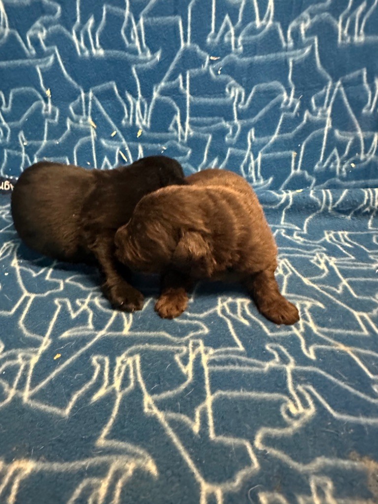 Du Hameau Des Nours - Chiot disponible  - Terre-neuve