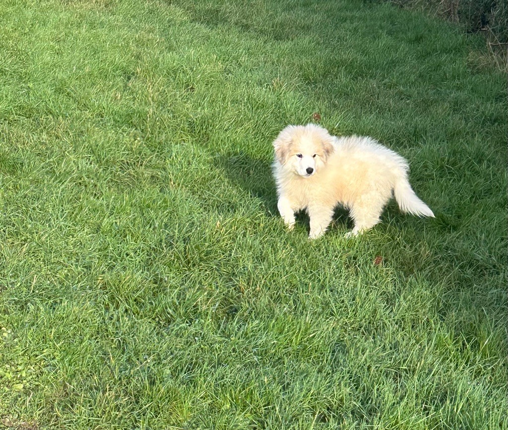 Du Hameau Des Nours - Chiot disponible  - Chien de Montagne des Pyrenees