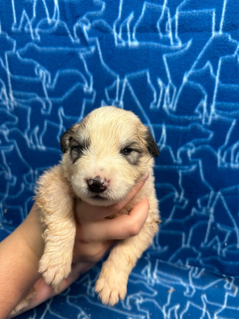 Du Hameau Des Nours - Chiot disponible  - Chien de Montagne des Pyrenees