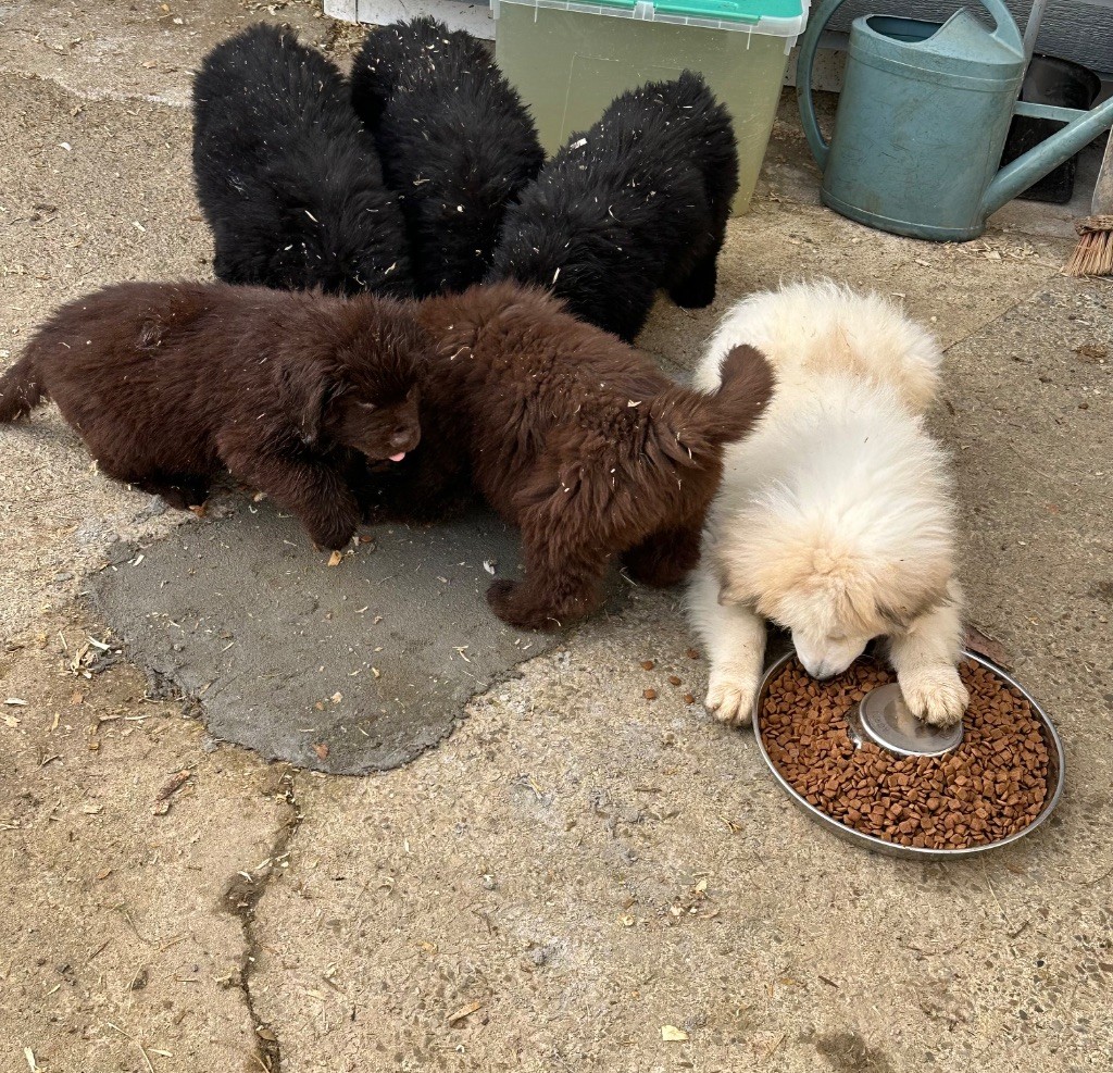 Du Hameau Des Nours - Chiot disponible  - Terre-neuve