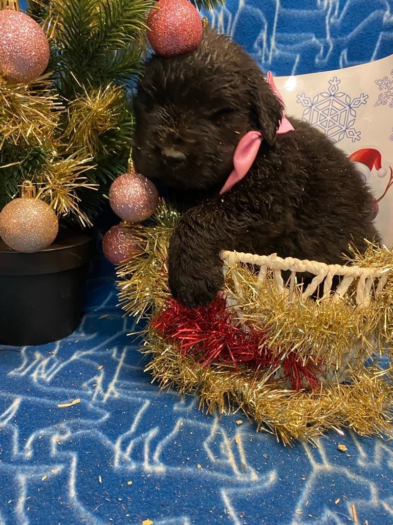 Du Hameau Des Nours - Chiot disponible  - Terre-neuve