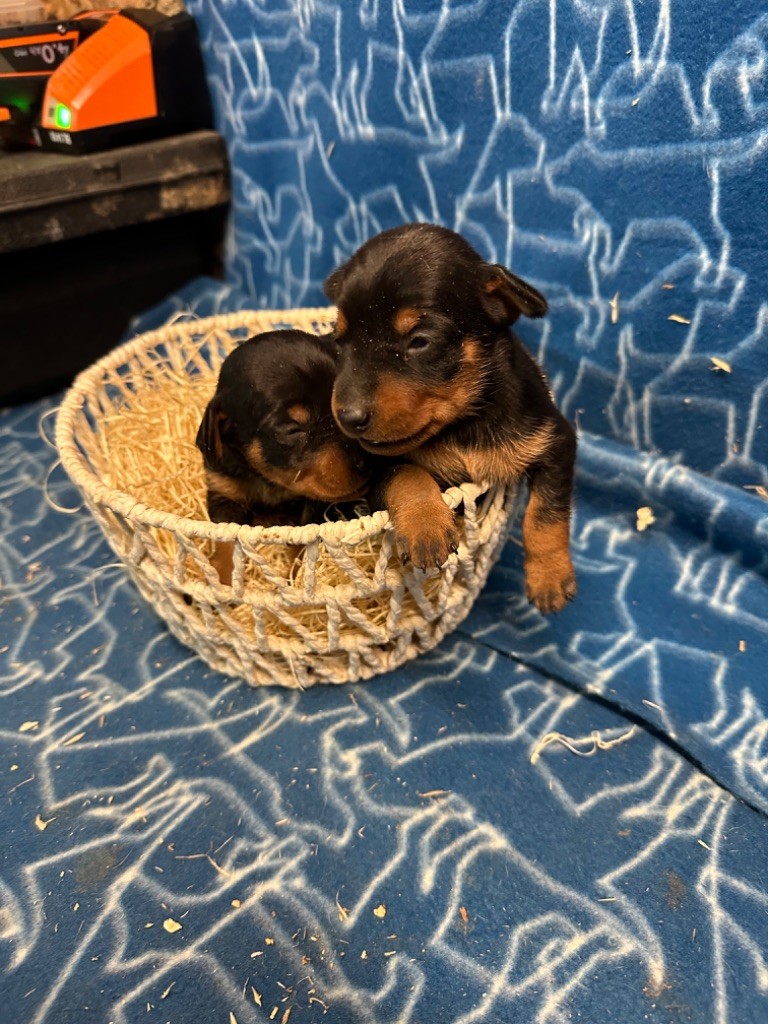 Du Hameau Des Nours - Chiot disponible  - Pinscher nain