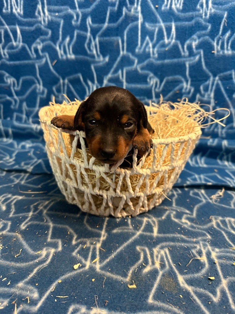 Du Hameau Des Nours - Chiot disponible  - Pinscher nain