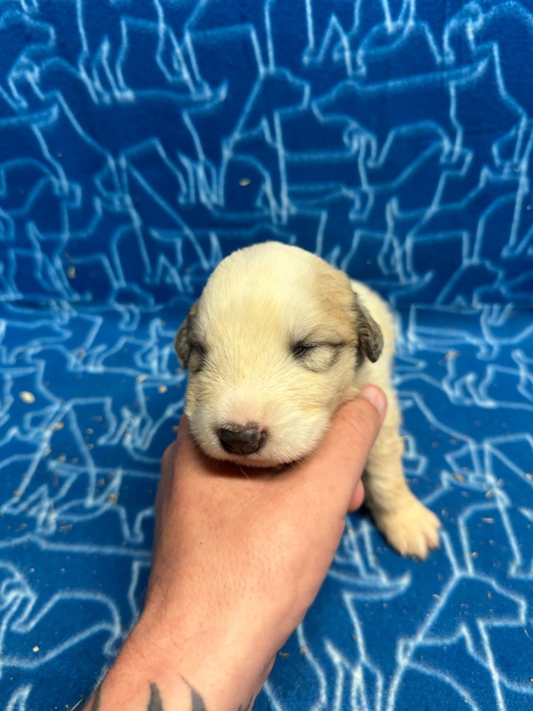 Du Hameau Des Nours - Chiot disponible  - Chien de Montagne des Pyrenees