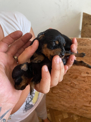 Du Hameau Des Nours - Pinscher nain - Portée née le 27/06/2023