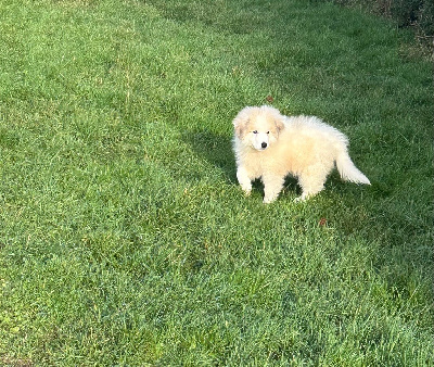 Du Hameau Des Nours - Chien de Montagne des Pyrenees - Portée née le 20/10/2024