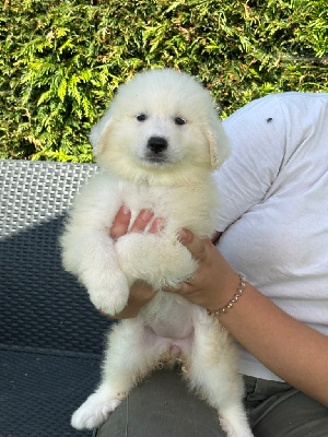 Du Hameau Des Nours - Chien de Montagne des Pyrenees - Portée née le 15/06/2024