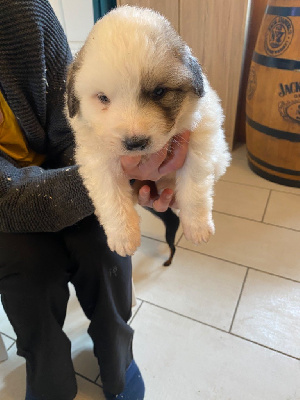 Du Hameau Des Nours - Chien de Montagne des Pyrenees - Portée née le 08/12/2022