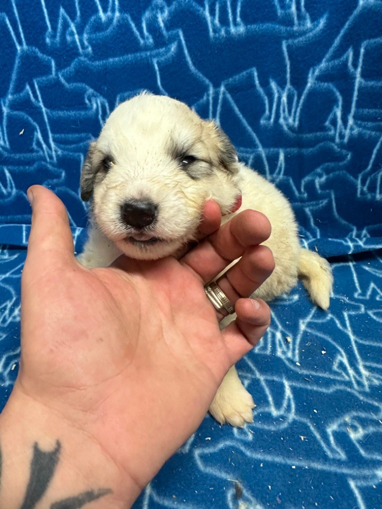 Du Hameau Des Nours - Chiot disponible  - Chien de Montagne des Pyrenees