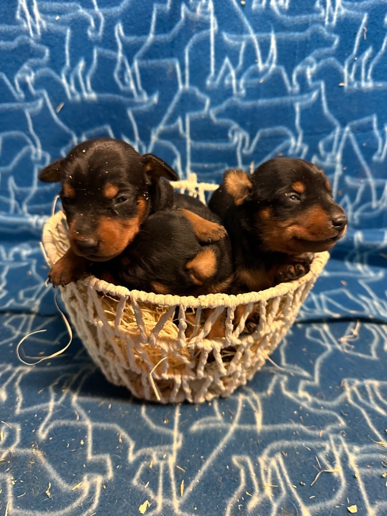 Du Hameau Des Nours - Chiot disponible  - Pinscher nain