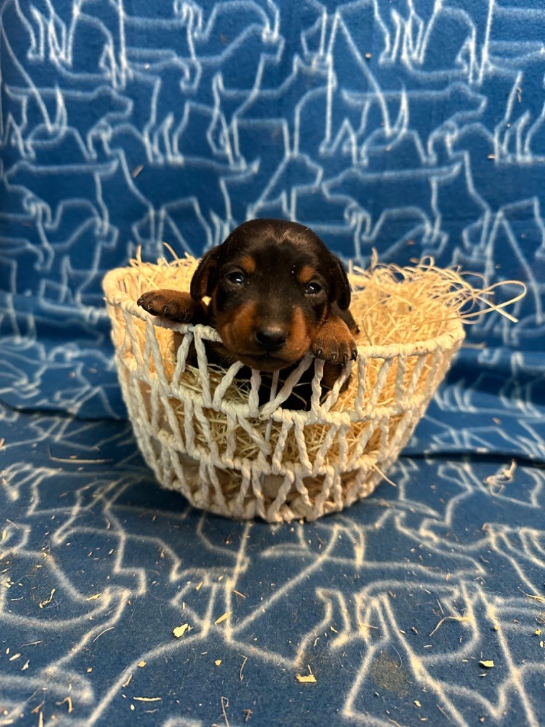 Du Hameau Des Nours - Chiot disponible  - Pinscher nain