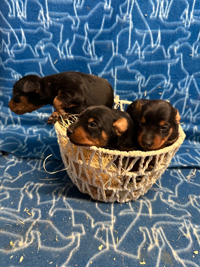 Du Hameau Des Nours - Chiot disponible  - Pinscher nain