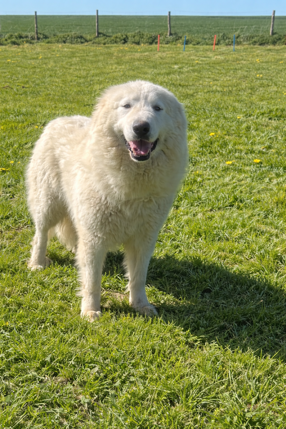 Tennessee Du Hameau Des Nours