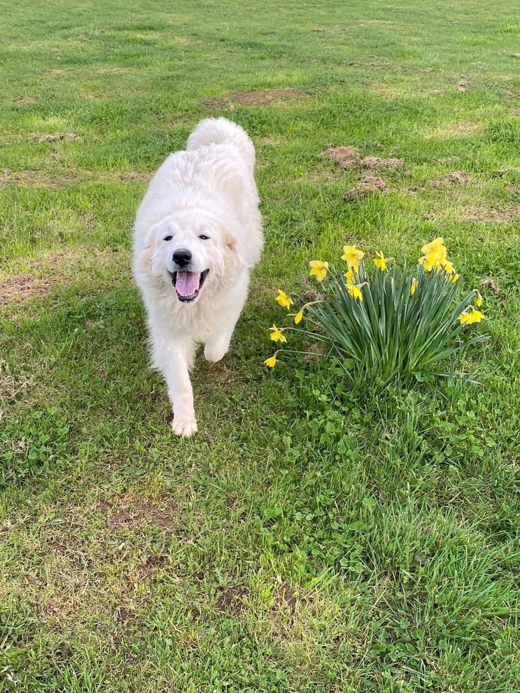 Praline (Sans Affixe)