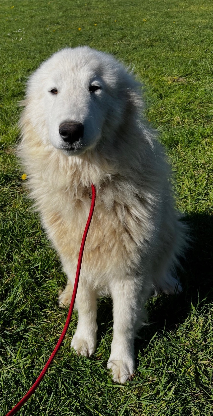 Vaillante Du Hameau Des Nours