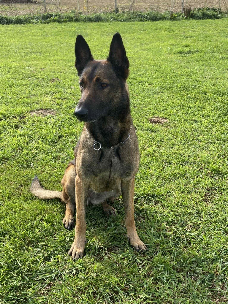 R fury des loups du ranch