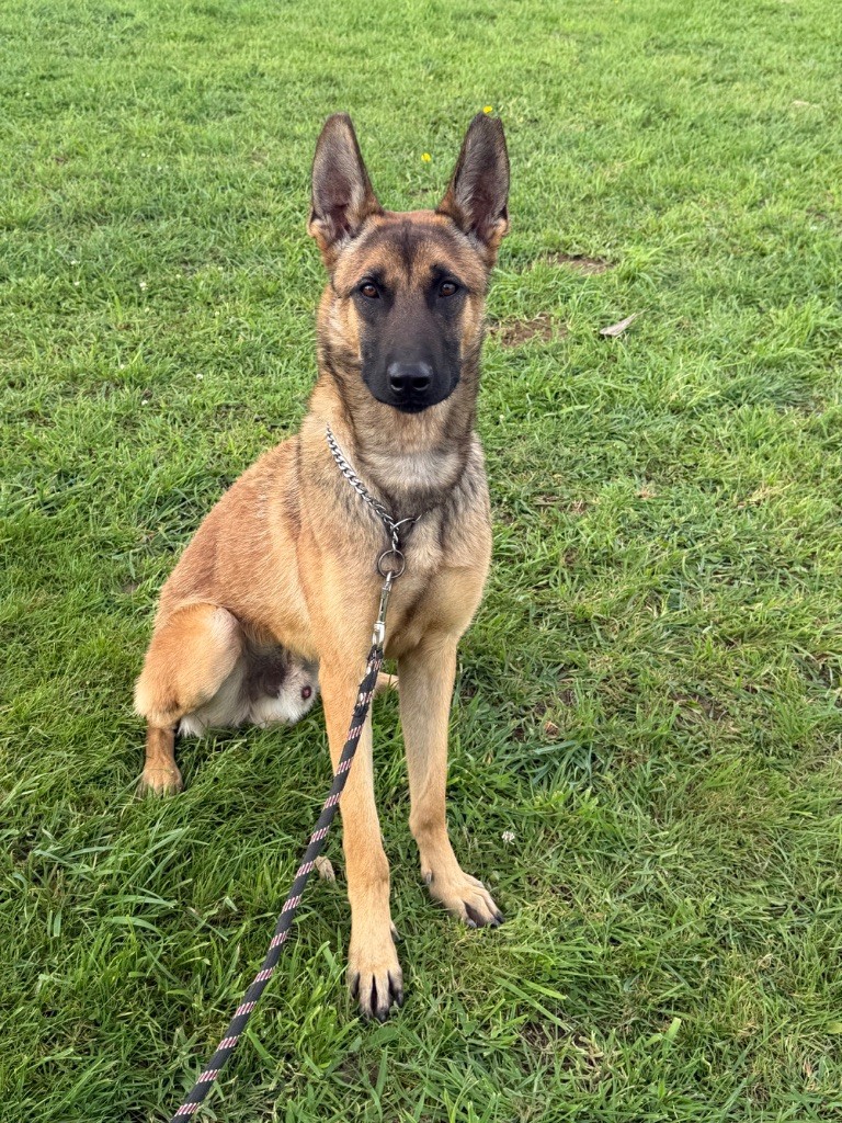 Veloce Des Gardiens Enchainés