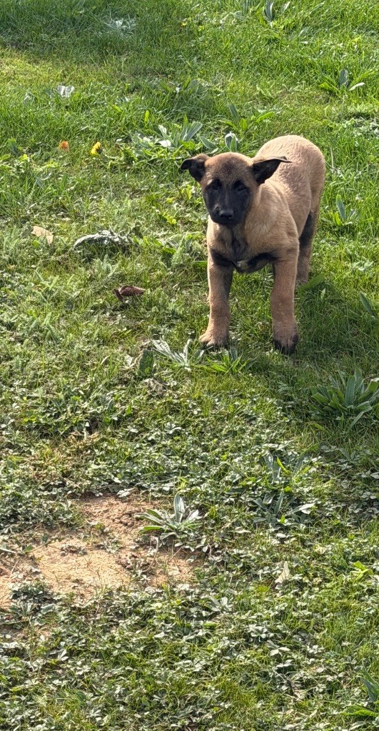 Ash des gardiens du triskel