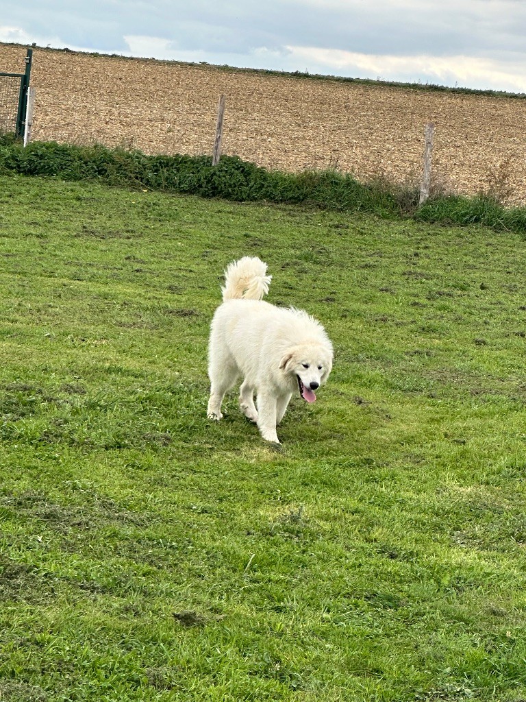 Vangog Du Hameau Des Nours