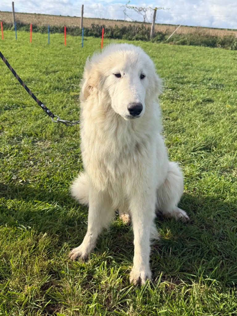 Vaillante Du Hameau Des Nours