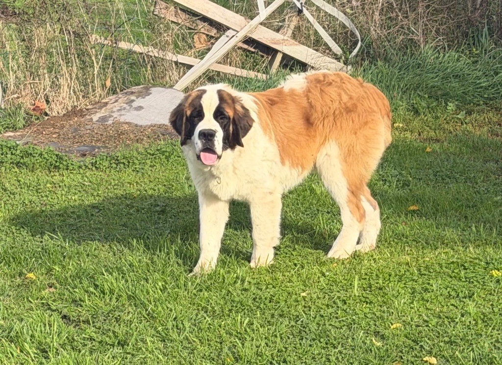 Aygo Du Missy's Ranch