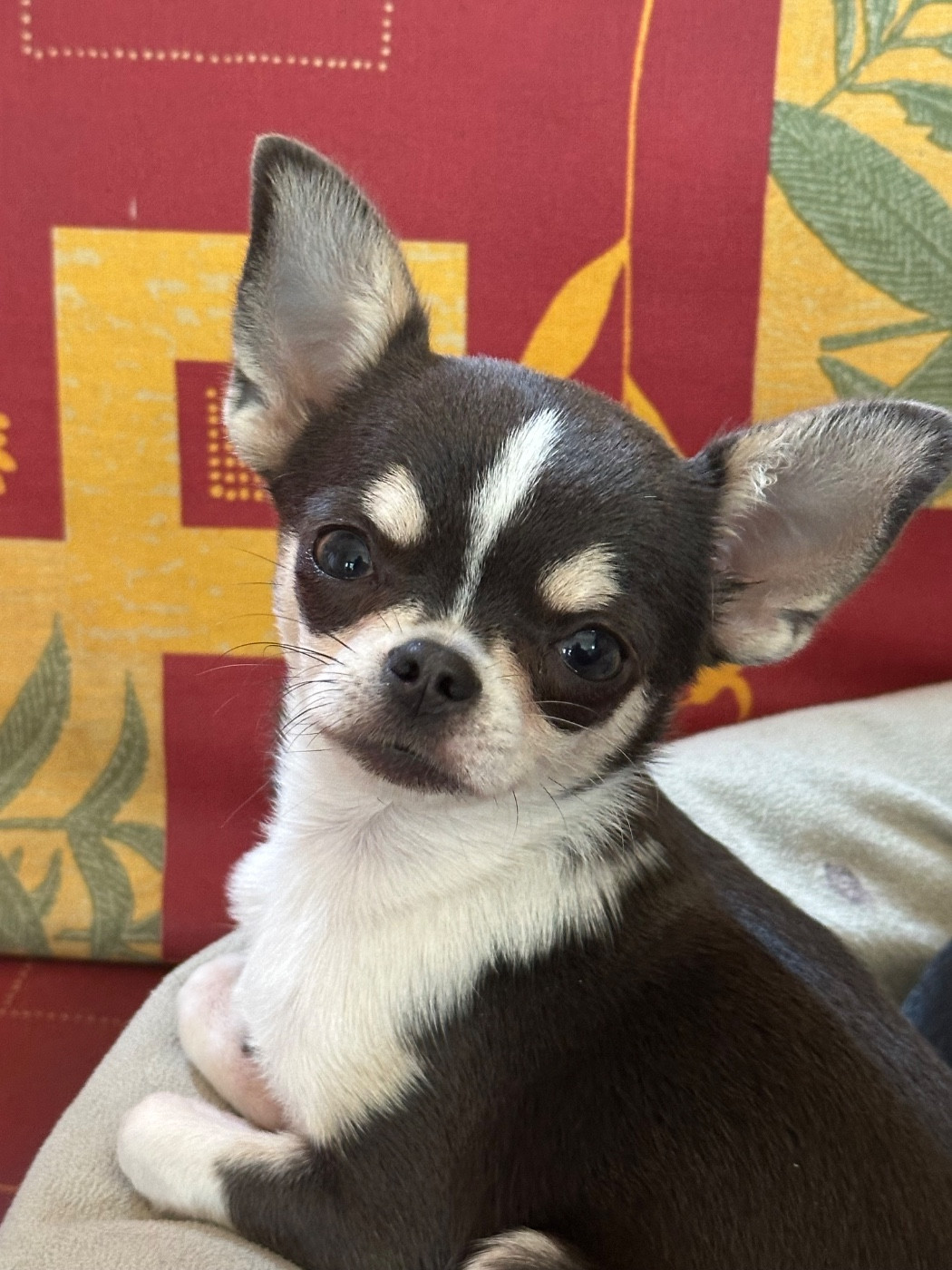 Vaya Du Hameau Des Nours