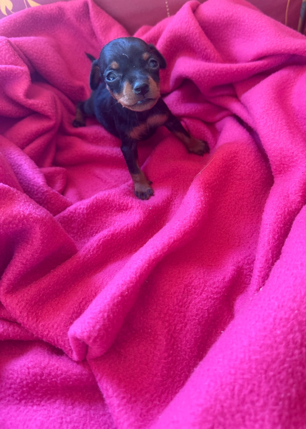 Bébé Pinscher Nain disponible