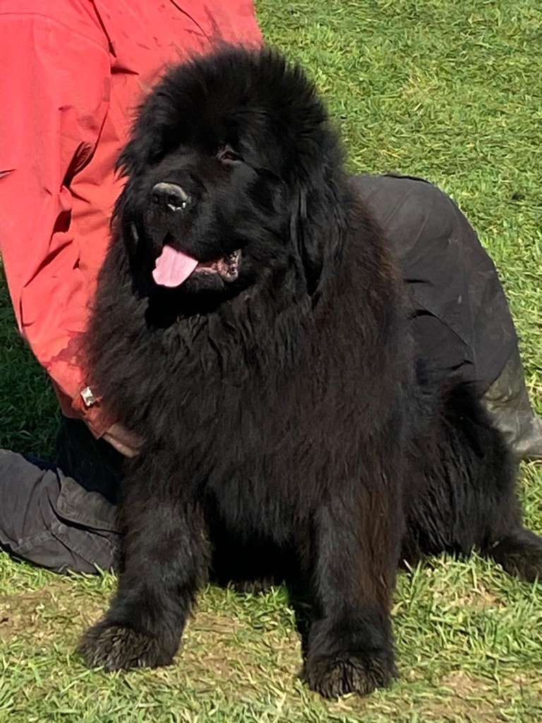 Taz