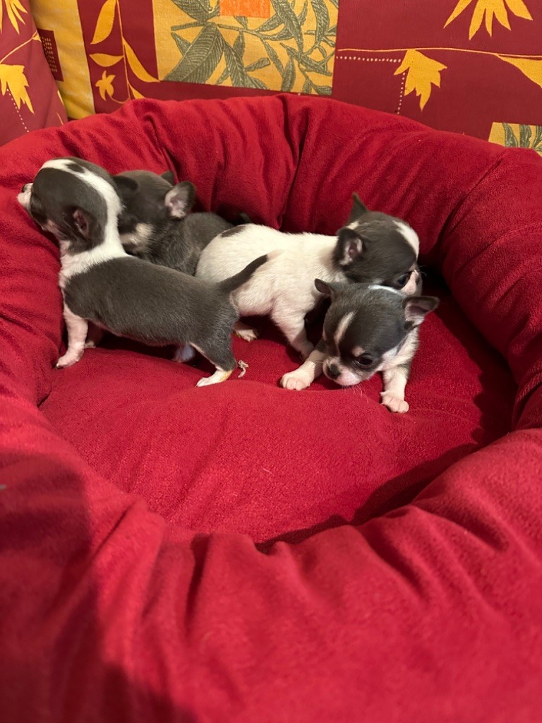 les chichi