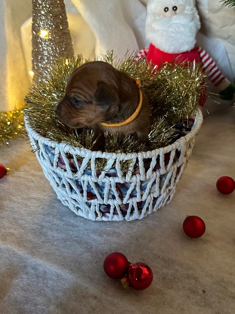 Noël