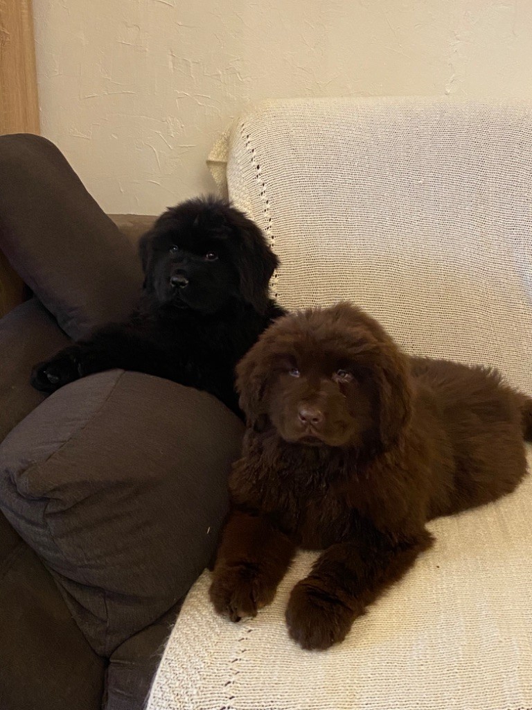 photo chiot rye du 17/10/2022