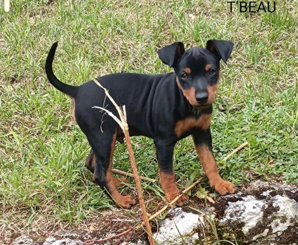 T'Beau