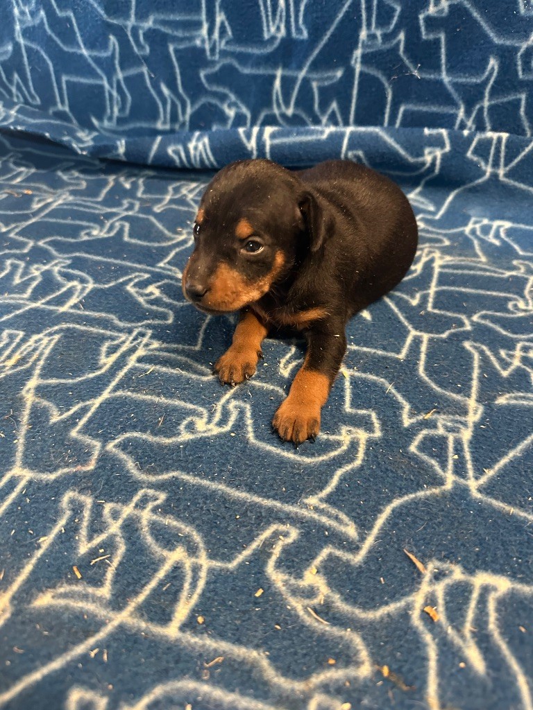Du Hameau Des Nours - Chiots disponibles - Pinscher nain