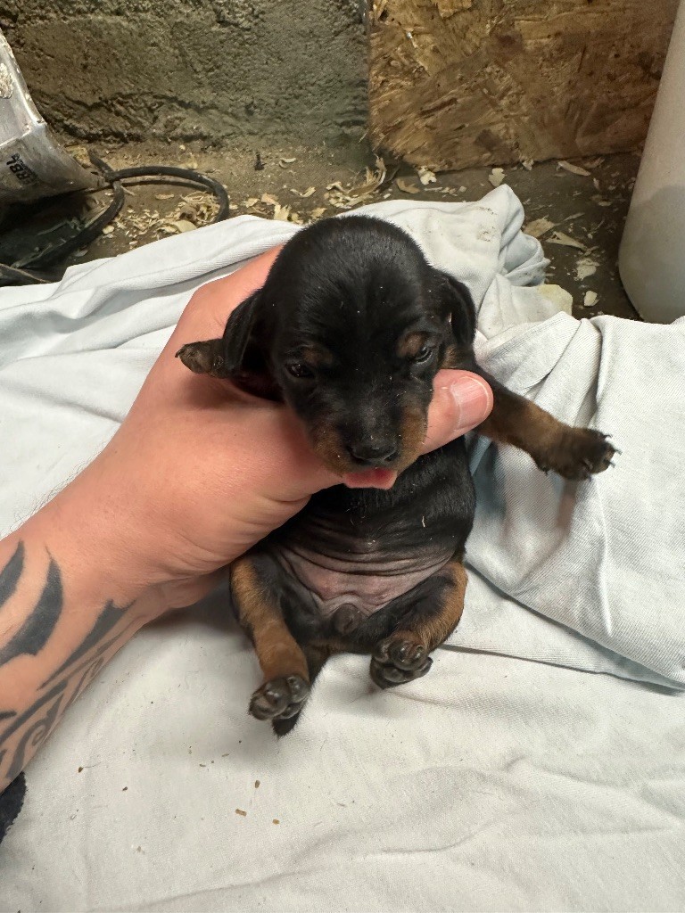 Du Hameau Des Nours - Pinscher nain - Portée née le 18/02/2024