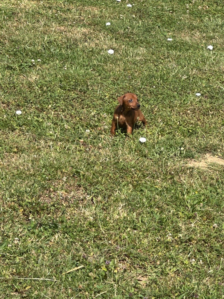 Du Hameau Des Nours - Chiots disponibles - Pinscher nain