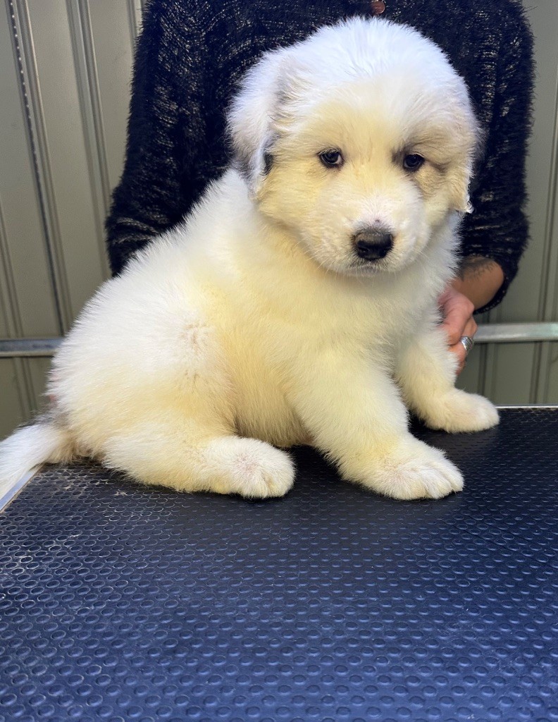 Du Hameau Des Nours - Chiots disponibles - Chien de Montagne des Pyrenees