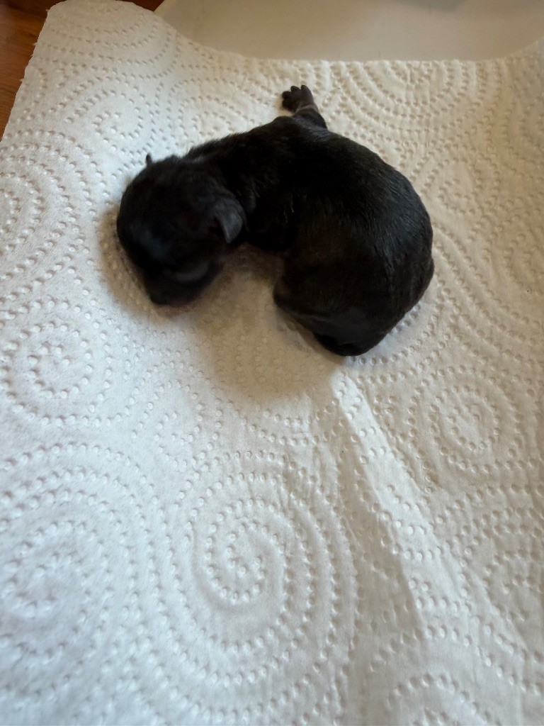 Du Hameau Des Nours - Chiots disponibles - Chihuahua