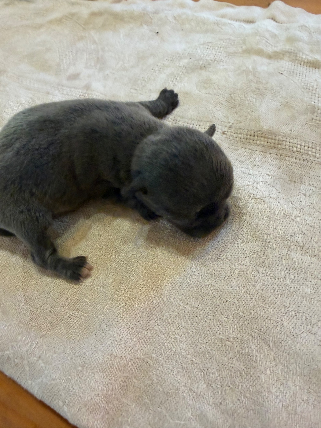 Du Hameau Des Nours - Chiots disponibles - Chihuahua