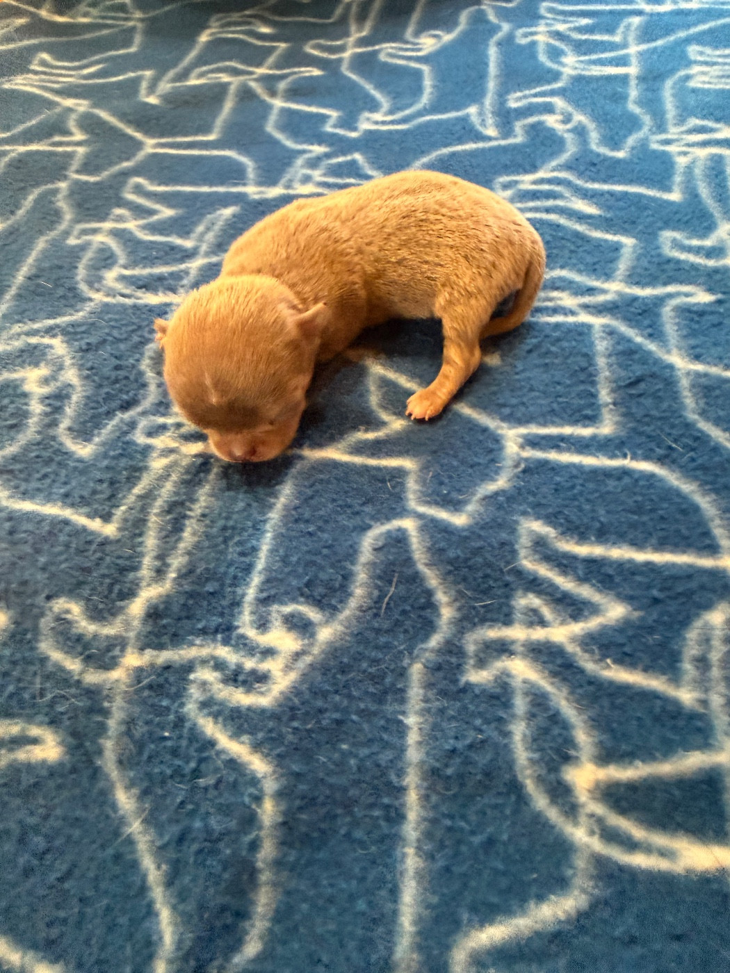 Du Hameau Des Nours - Chiots disponibles - Chihuahua