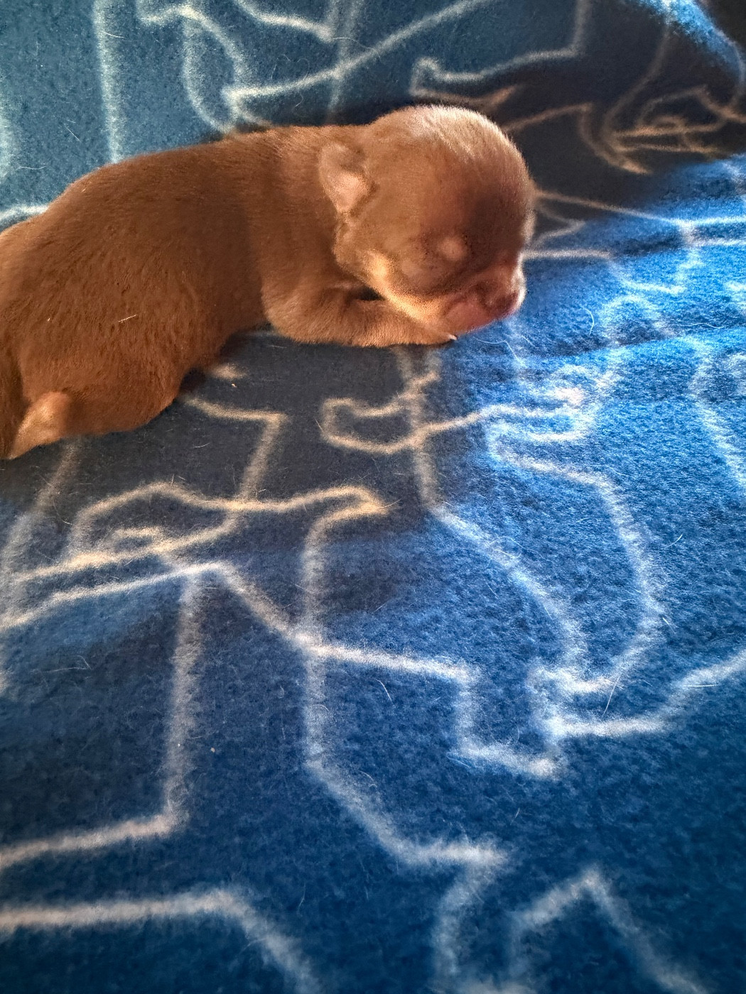 Du Hameau Des Nours - Chiots disponibles - Chihuahua