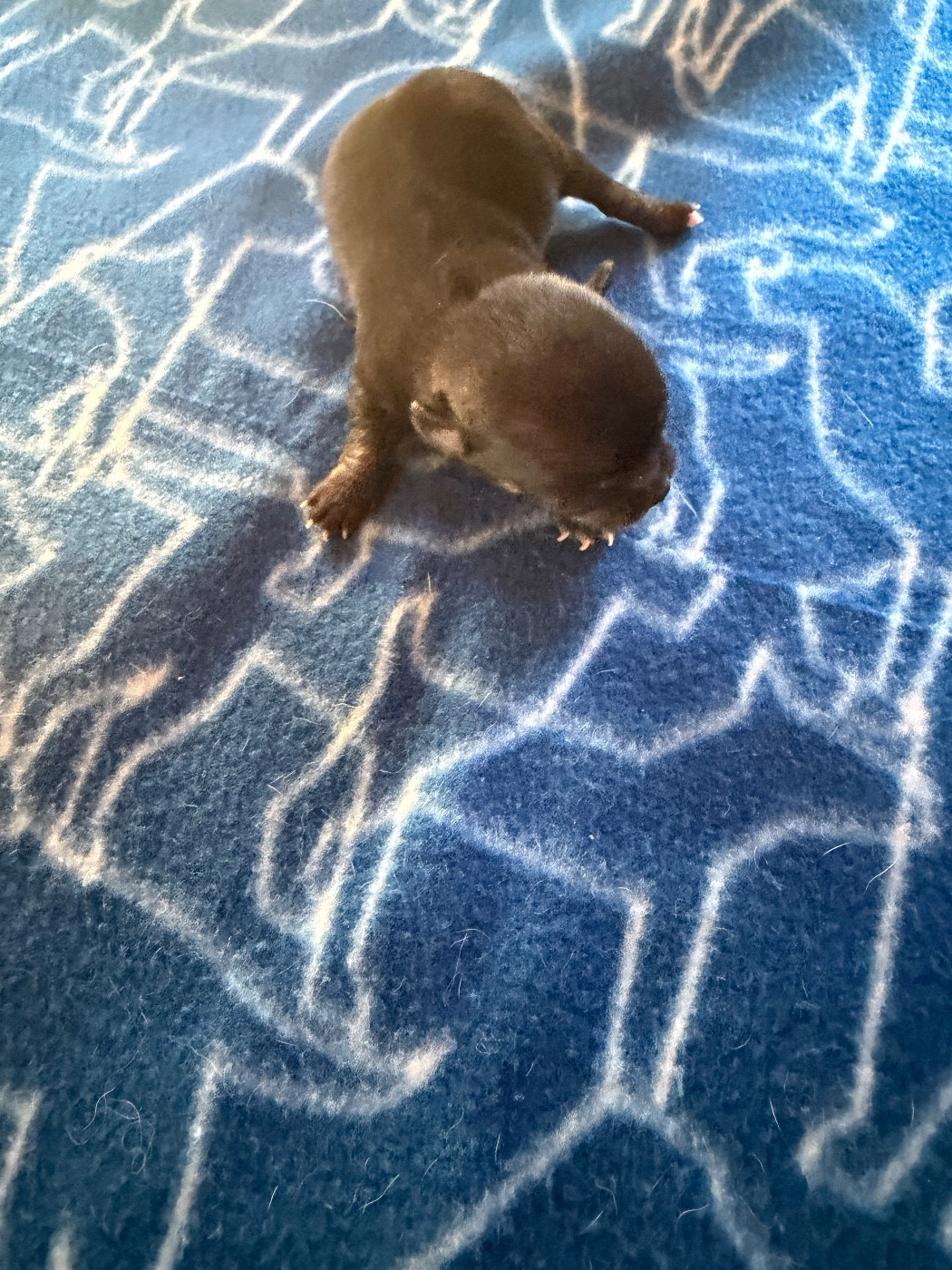 Du Hameau Des Nours - Chiots disponibles - Chihuahua