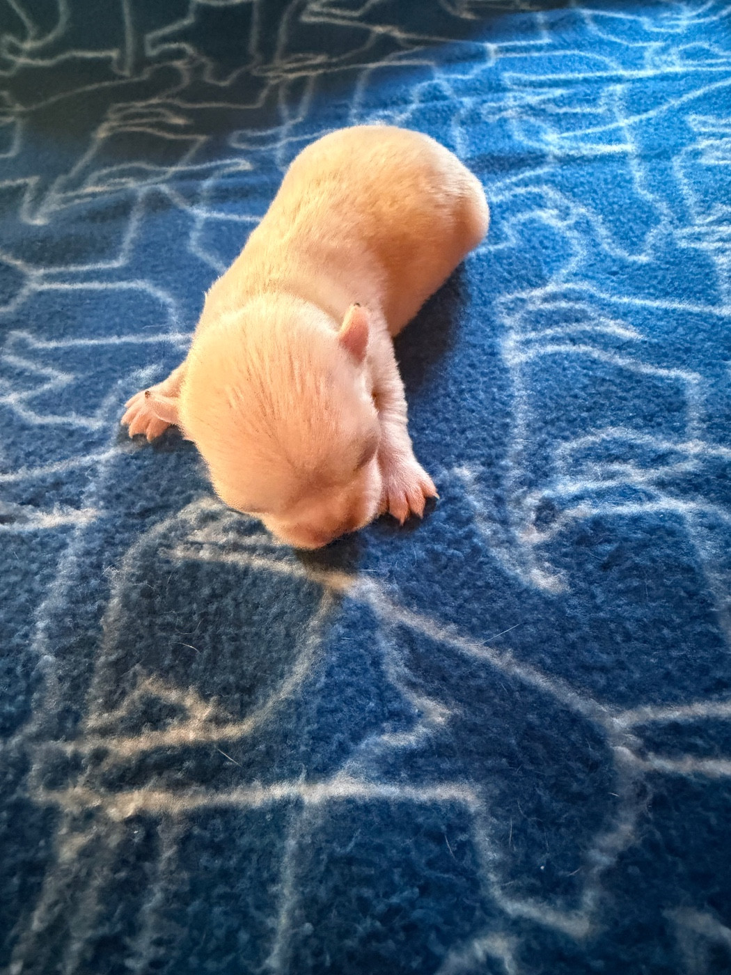 Du Hameau Des Nours - Chiots disponibles - Chihuahua