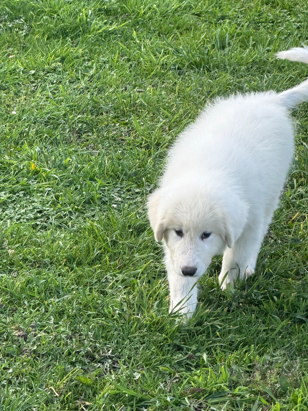 Du Hameau Des Nours - Chiots disponibles - Chien de Montagne des Pyrenees