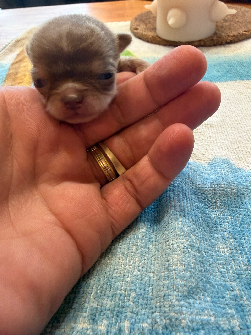 Du Hameau Des Nours - Chiots disponibles - Chihuahua