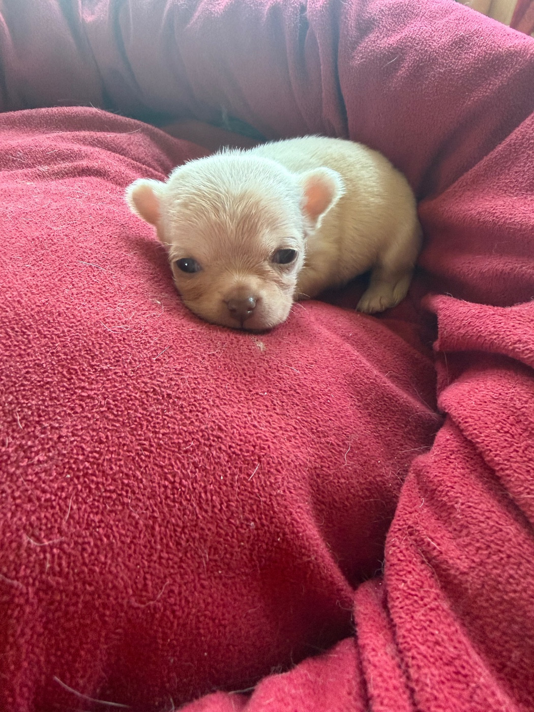 Du Hameau Des Nours - Chiots disponibles - Chihuahua