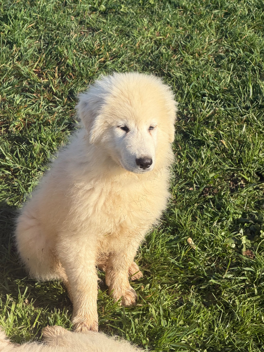 Du Hameau Des Nours - Chiots disponibles - Chien de Montagne des Pyrenees