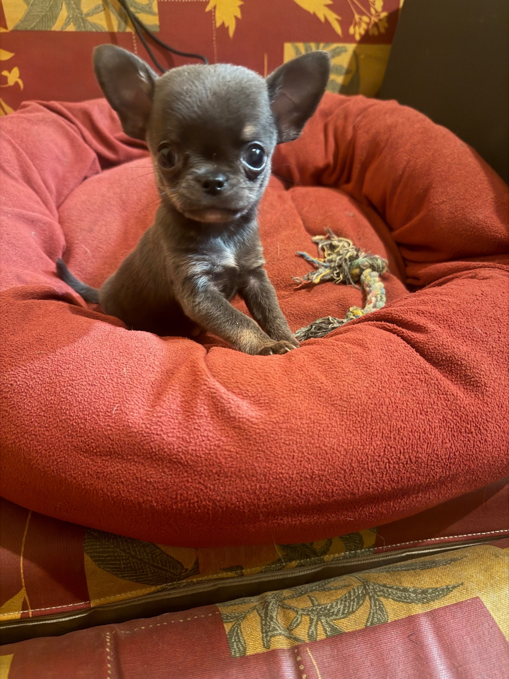 Du Hameau Des Nours - Chiots disponibles - Chihuahua