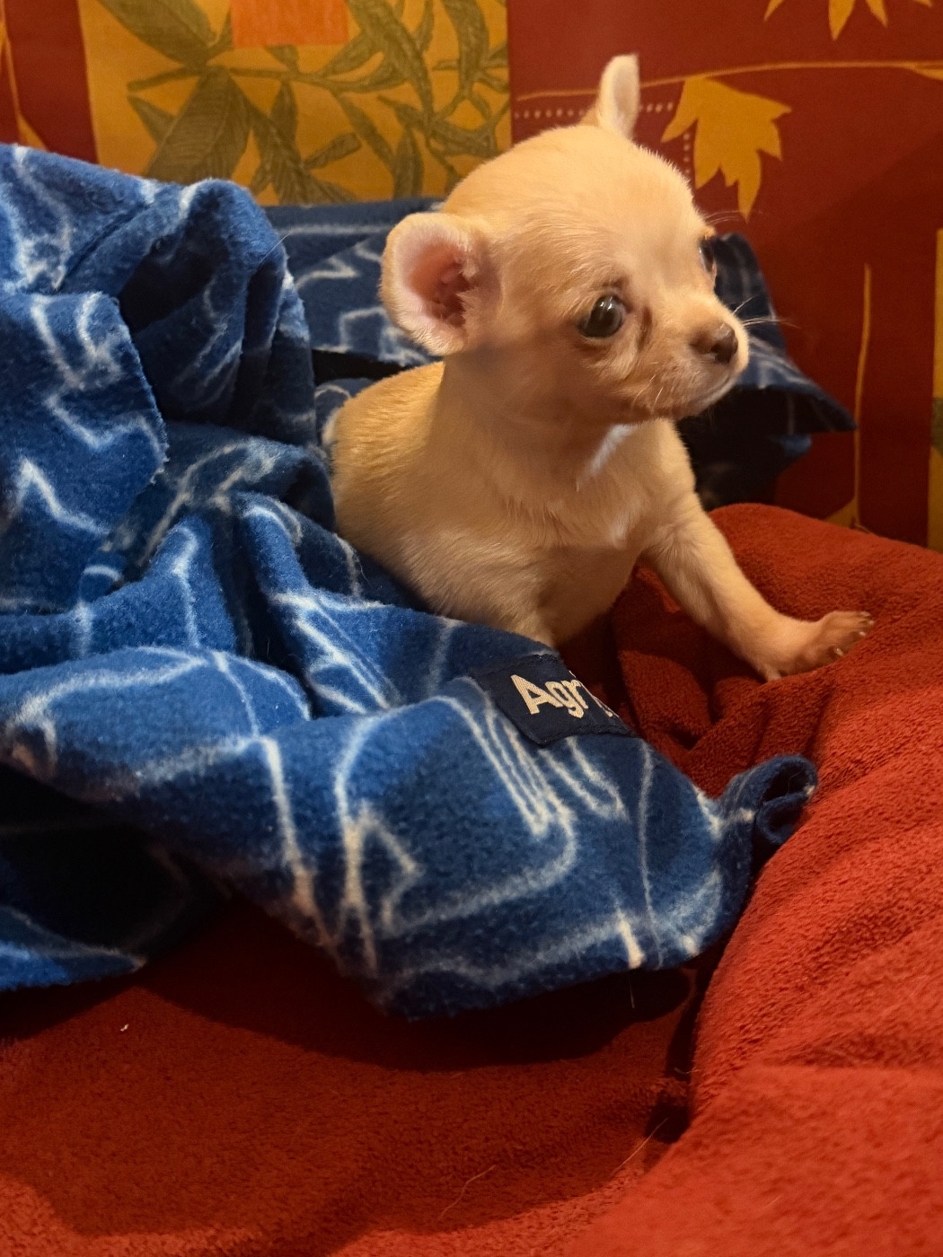 Du Hameau Des Nours - Chiots disponibles - Chihuahua