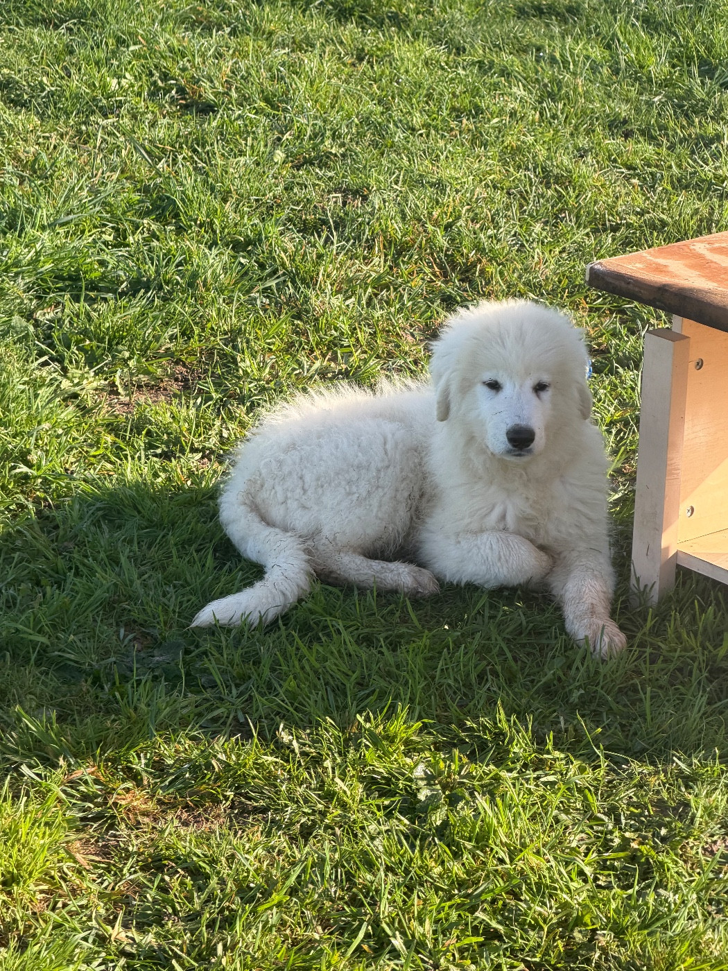 Du Hameau Des Nours - Chiots disponibles - Chien de Montagne des Pyrenees